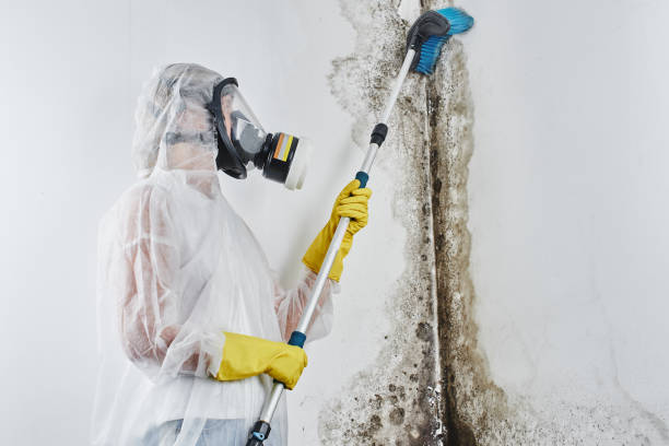 Best Black Mold Remediation in Sparks, TX