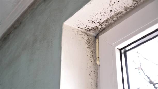 Best Post-Flood Mold Remediation in Sparks, TX