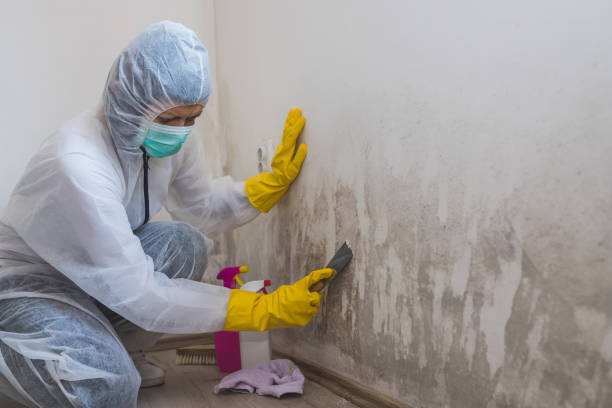 Best Localized Mold Remediation (e.g., coastal areas, humid climates) in Sparks, TX