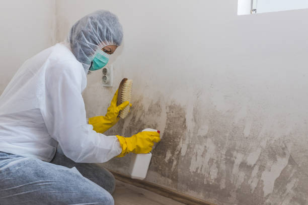 Best Attic Mold Remediation in Sparks, TX