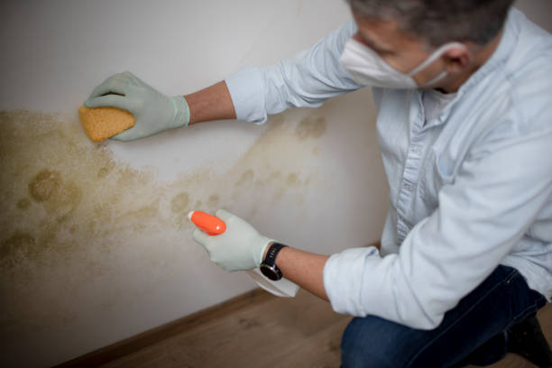 Best Preventive Mold Services in Sparks, TX