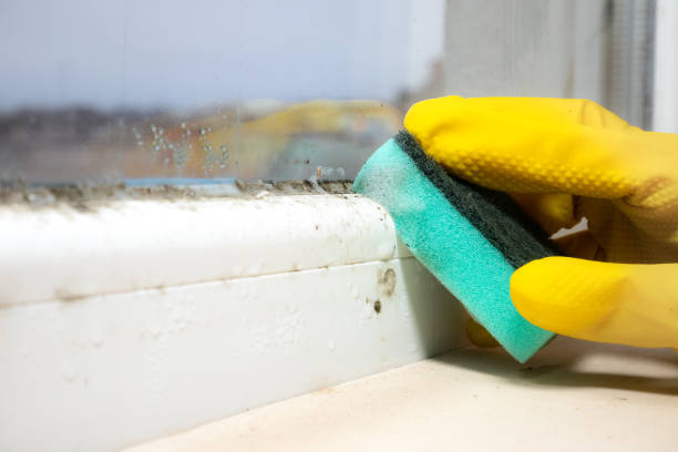 Best Mold Remediation for Specific Building Types in Sparks, TX
