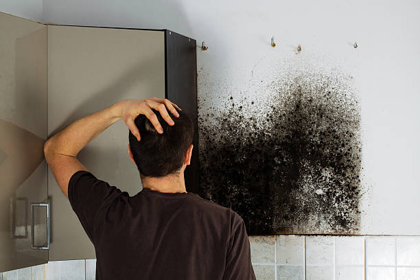 Best White Mold Remediation in Sparks, TX