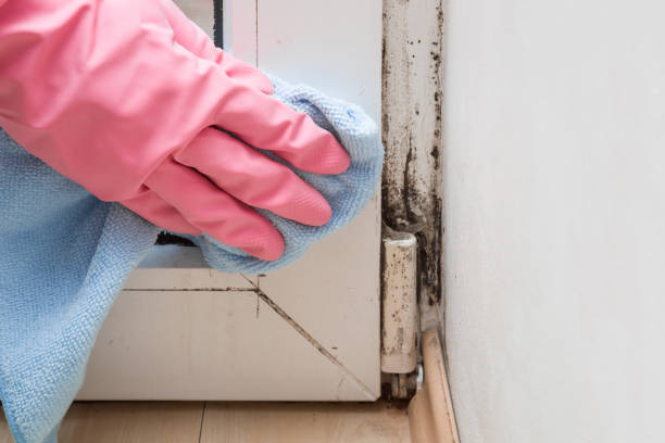Best Health and Safety Mold Remediation in Sparks, TX